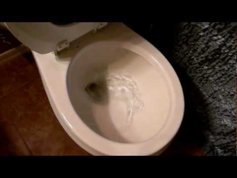 How to Flush a Toilet