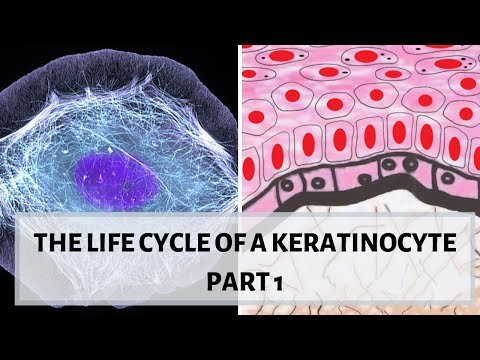 LIFE CYCLE OF A KERATINOCYTE (PART 1)  II Desmosomes, hemidesmosomes, cytokeratins.