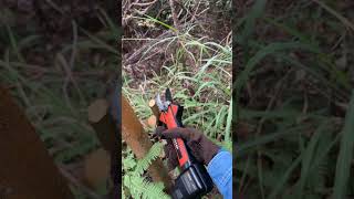 Electric Pruning Shears Redefine Gardening Efficiency #tools#prune #outdoors #gardentool