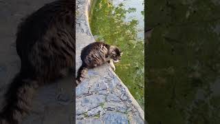 #Cat #PeacefulMoment #WaterReflections #CutePets #SereneVibes