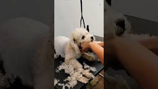 Dog grooming🐾🥰 #artist #exploremore #dog_features #dogsofficialdog