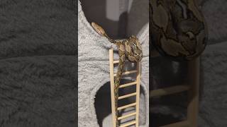 Meet Cassie, my pet python. She's very special to me.