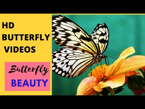 HD Butterfly | Free Reusable Videos with download link |