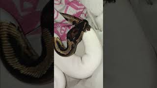 🤍🐍#piedballpython#snake #viralvideo #foryou #reptiles #animals #fypシ