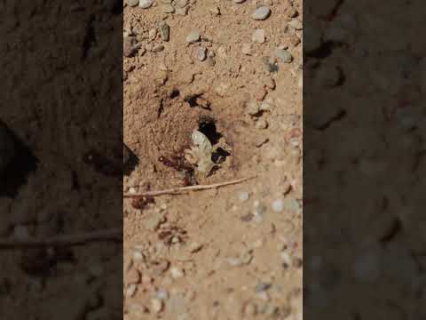 ANTS