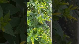 Before & After! (4 o’clock magic ✨) #flowers #cozybalcony