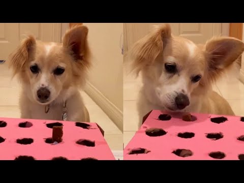 Coco Reacts to Treat Challenge!