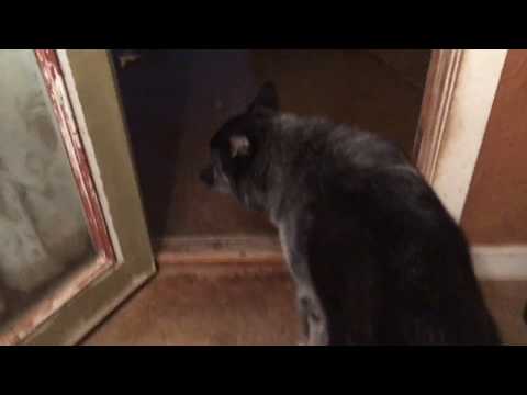 Bast hates the rain