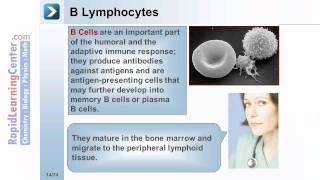 Rapid Learning: Hematology - Normal Hematopoietic Processes