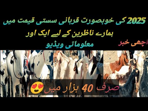Beautiful qurbani k Bakry available for sale|| Lives Stock market karachi pakista