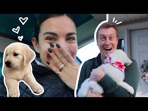 surprising my husband with his dream dog 🥺 ❤️