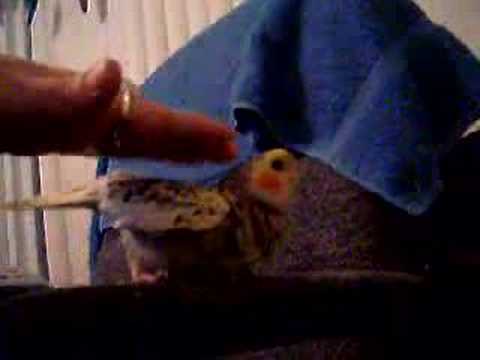 Bird massage!