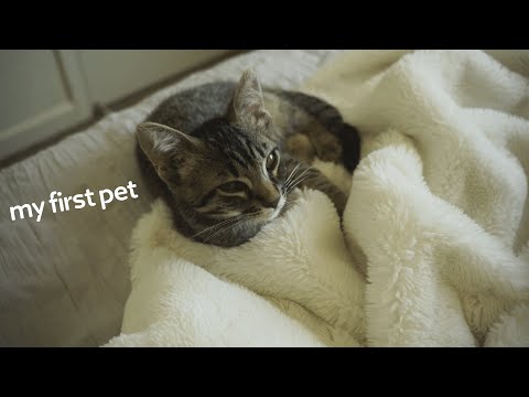 i adopted a 2 month old kitten