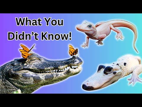 Fun Facts About Gators!
