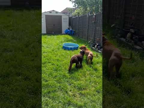 living her best life #lovedogs #dogfriendship #dog #doglovers #doglife #dogsbestfriend