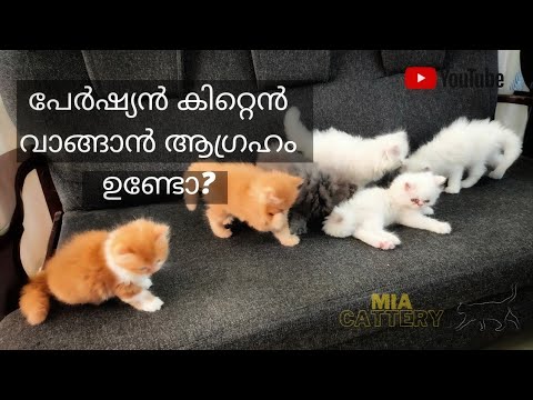 Persian Kittens For Sale at Trivandrum | Persian Cat 2021 cage visit in Malayalam