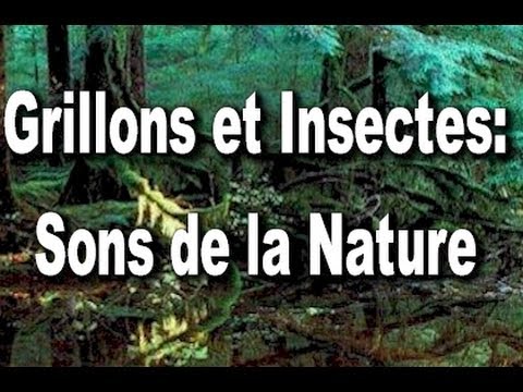 Grillons et Insectes: Bayou Bleue Sons de la Nature