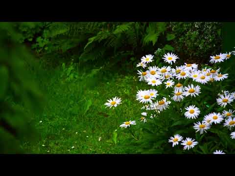 Rain and Thunder Sounds - White Noise Rain Sounds - Beautiful Rain Sounds for Sleep [1HOUR - NO ADS]