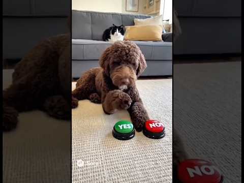 No! Please, no! Nooo! 🫢 #petvideos #labradoodles #doglife #catlovers #funnyvideo #funnyanimals #cat