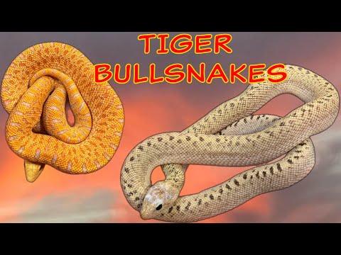 TIGER HATCHLING UPDATE - Day in the life of a snake breeder.