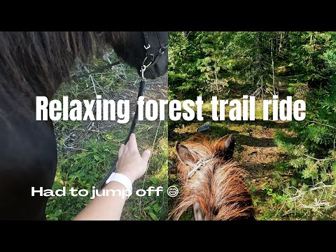 Relaxing forest trail ride | Riding video | GoPro Hero 10 | Icelandic Horse Adventures
