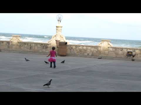 Aria herds Birds