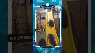 Slide into success… and a bit of fun! 😆📣 Share your skills: qraway.ca/list #raccoon #raccoonslide