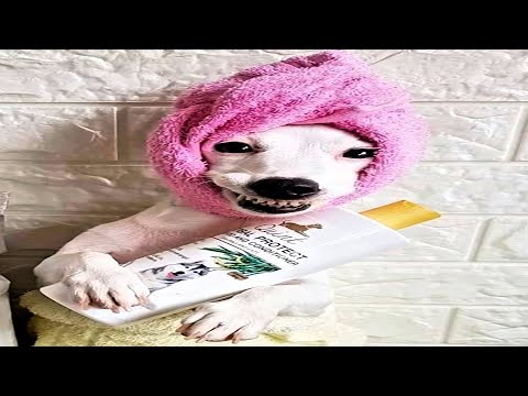 the ultimate dog compilation