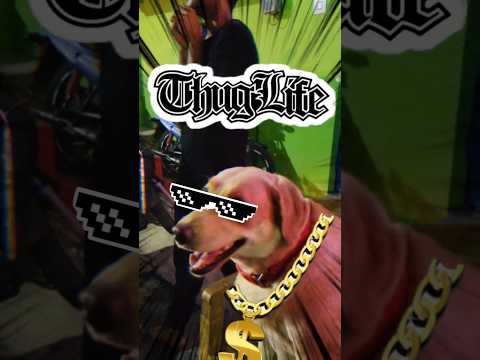 When the real Sigma Dog walks through the Diwali chaos like a boss😎💥 No fear, just 999+ Aura🔥🐾 #dog