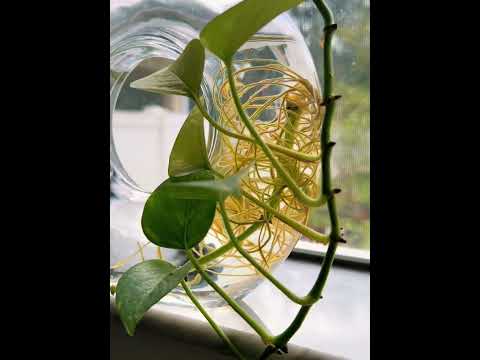 This Glass Donut Vase Is the Perfect Match for My Plant! #fok #PlantLover