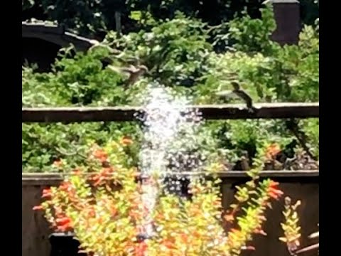 Hummingbirds Dancing  in a Birdbath Fountain