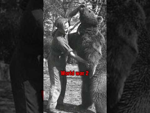 The Bear That Helped in World War 2 #history #ww2 #worldwar2 #shorts