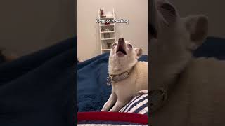 So you think you want a chihuahua?👀 #madithechihuahua #dog