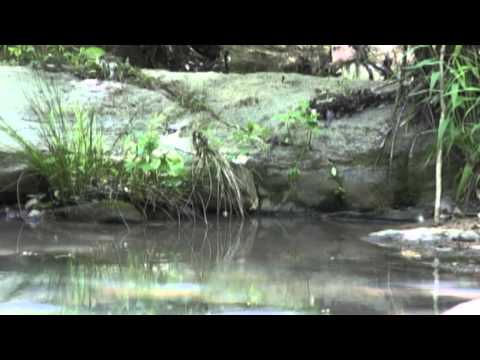 Piedmont NWR