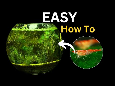 Making a Self-Sustaining Aquarium (No Filter, but Shrimp)