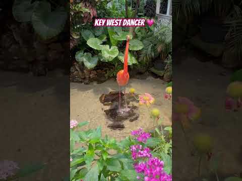 Check out the butterfly garden in key west!! #floridarealtors #floridaliving #relocatetoflorida