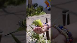 A Person Feeding a Bird #stories #youtubestories