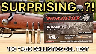 243 Winchester WINNERS?! Ballistic Silvertip Hunting Ammo Test