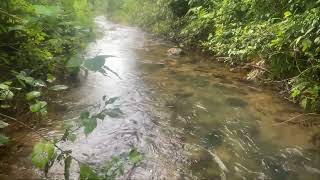 Morning Birdsong: Relaxing Piano and Ambient Sounds for a Calm Start