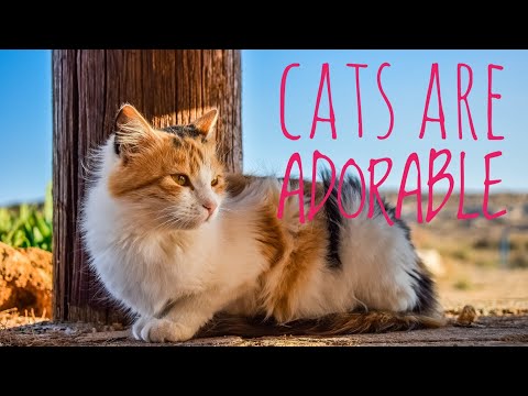 THIS WILL MAKE YOU WANT A CAT