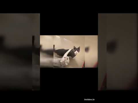 comedy story videos #funnycats