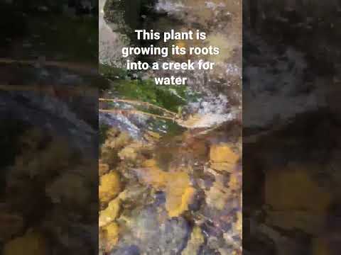 Plant with roots in creek