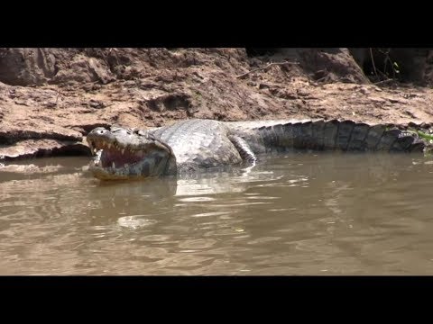 Brazil (3/4): Pantanal River Day 1