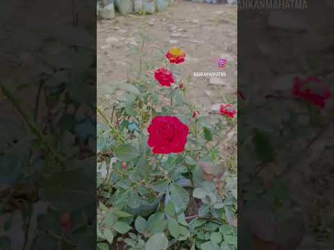 #photography#rose  #nature #beatuful