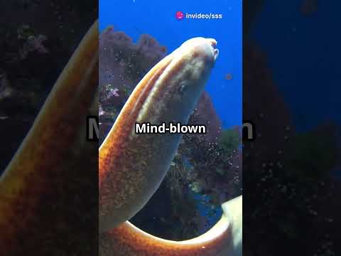 "5 Shocking Facts About Electric Eels!" ⚡🐍 #facts #dothingsyoudontwanttodo #science