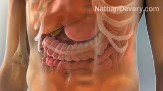 Human anatomy 3d animation   YouTube