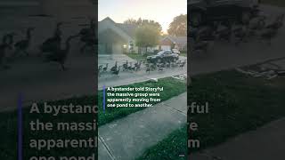 Massive geese gaggle take a stroll down street #Shorts