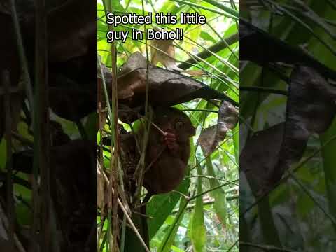 Just chilling #summer #bohol #tarsier #philippines