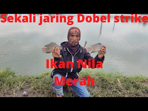 fishing Dobel strike three