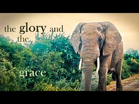 The View 5: the glory and the grace (Addo Elephant Park, Port Elizabeth) - V2